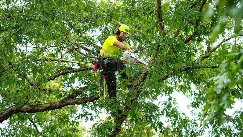 Bartlett Tree Experts