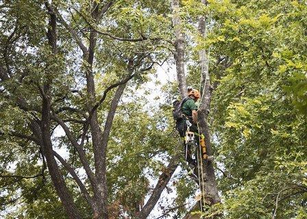 Urban Tree Company