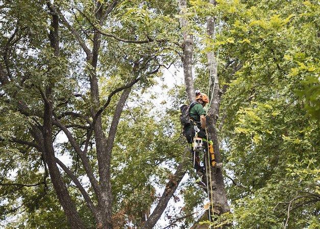 Urban Tree Company