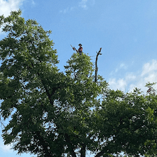 Rojo's Professional Tree Services
