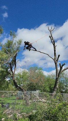 Rojo's Professional Tree Services