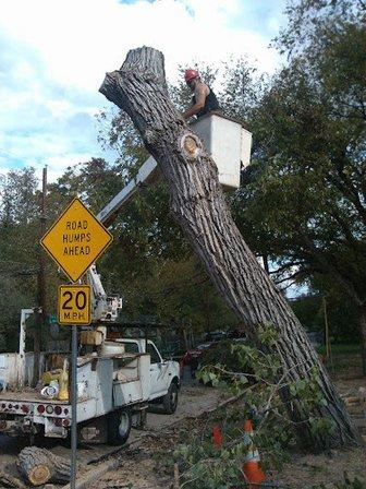 Central Texas Tree Service