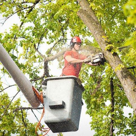 Rigo's Tree Service