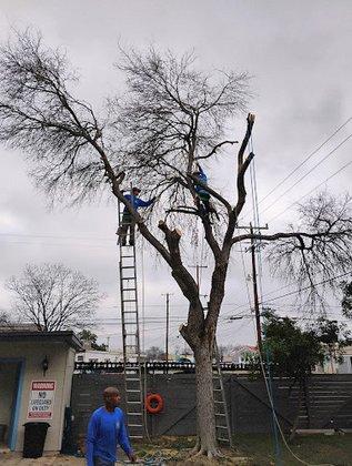 Garcia Tree Services