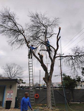 Garcia Tree Services