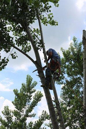 All Arbor Tree Trimming San Antonio