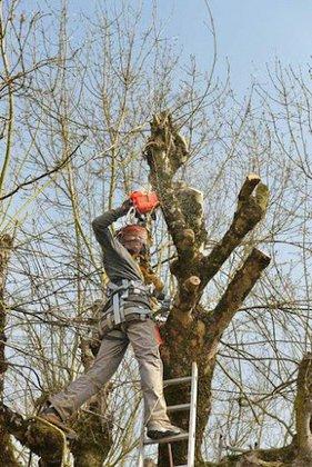 Tree Removal San Antonio