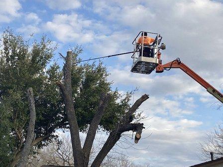 San Antonio Tree Service