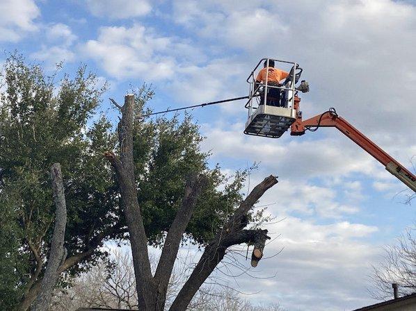 San Antonio Tree Service