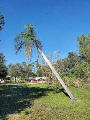 Patriot Tree Services