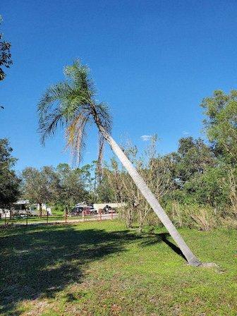 Patriot Tree Services