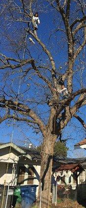 Arias Tree Trimming
