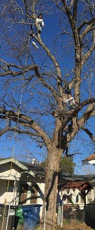 Arias Tree Trimming
