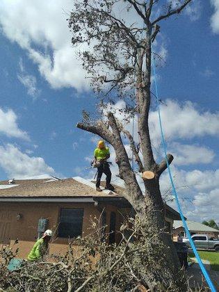 Specialty Tree Care Of Texas LLC