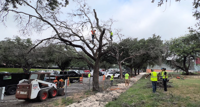210 Tree Care