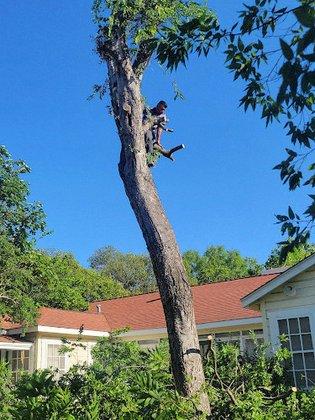 Tree Services Santos