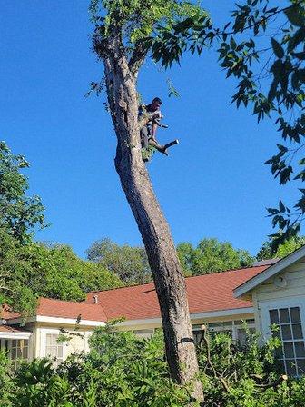 Tree Services Santos