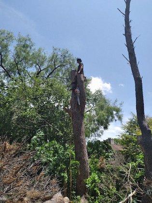 Burleson Tree Care