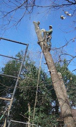 America's Tree Services