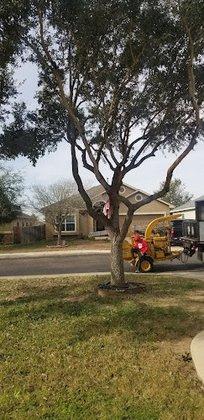 IPS Tree Services