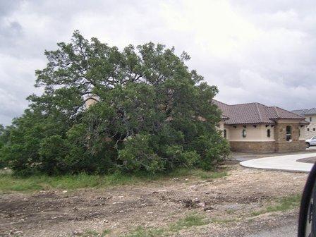 Alamow & Tree Co.
