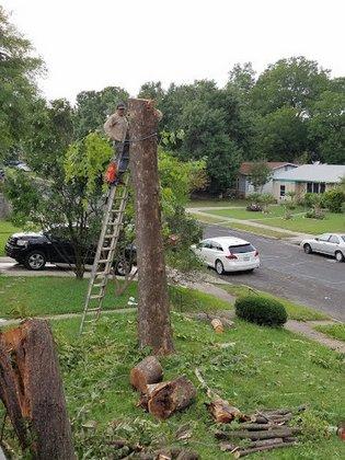 Live Oak Tree Service & hardscape
