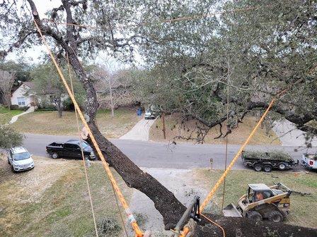 Steel Roots Tree Services