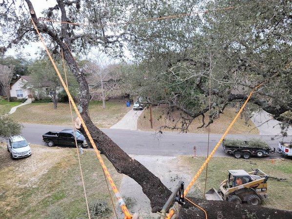 Steel Roots Tree Services