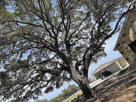 Diamond Tree Care