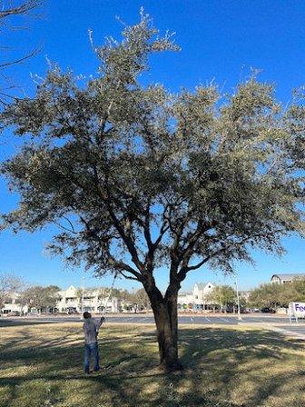 Agri Tree Experts