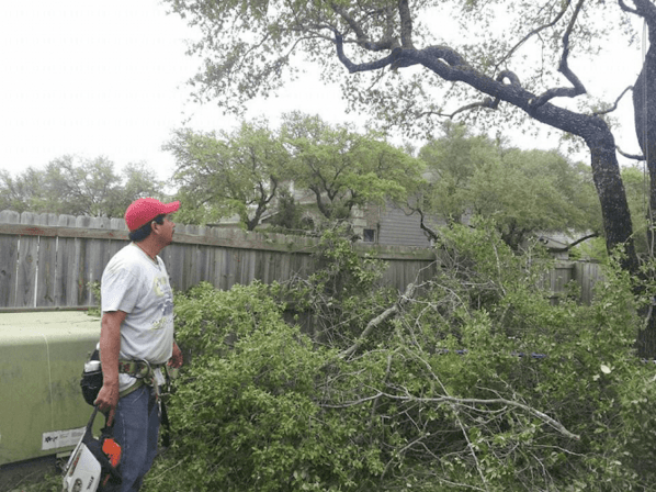 Almanza Tree Trimming Service & More