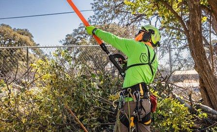 Texas Tree Authority
