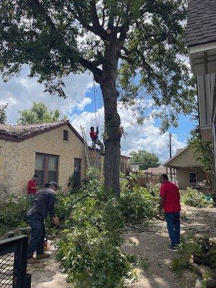 911 Tree Service