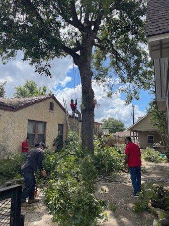 911 Tree Service