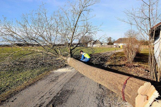 Brothers Tree Services