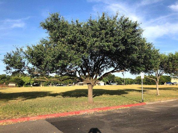 Climbers tree service