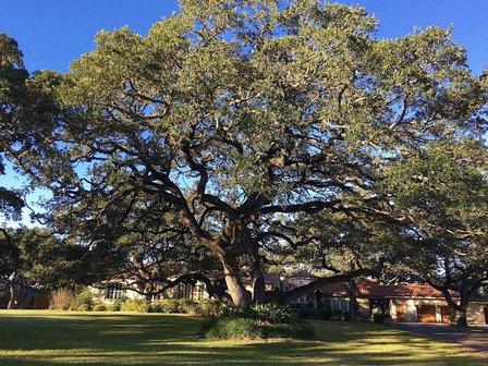Dan's Tree Service, LLC.