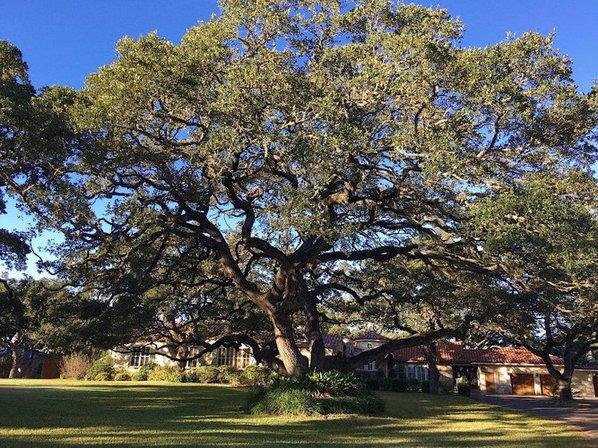 Dan's Tree Service, LLC.