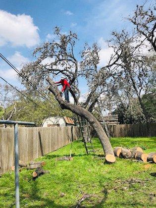 TEXANS TREE SERVICE