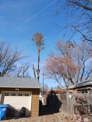 Cruff Tree