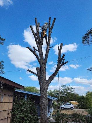 J & J Tree Care Professionals (Emergency Tree Service)