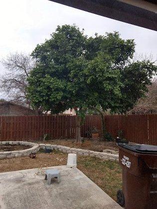 A's Tree Service Schertz
