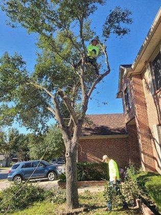 Dapper Tree Service