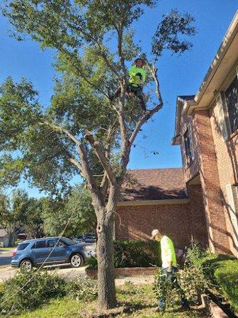 Dapper Tree Service