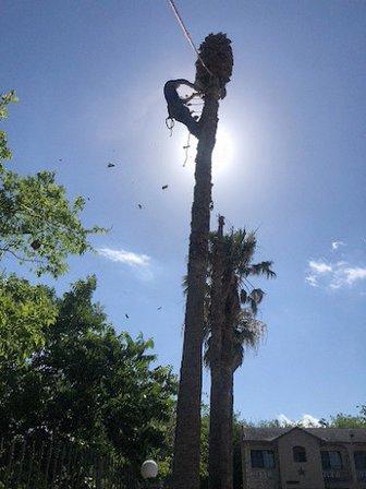 Simon Does Trees