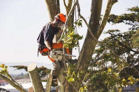 Tree Trimming San Antonio