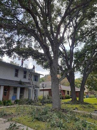 Hernández tree cervise