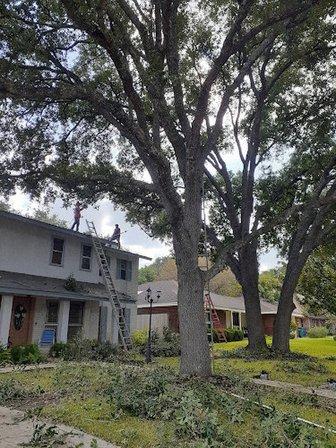 Hernández tree cervise