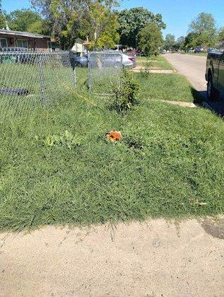 HML TREE SERVICE