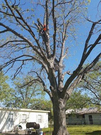 Texas Tree Riggers